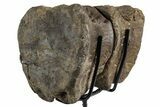 Pair of Hadrosaur (Brachylophosaurus?) Vertebrae - Montana #353450-2